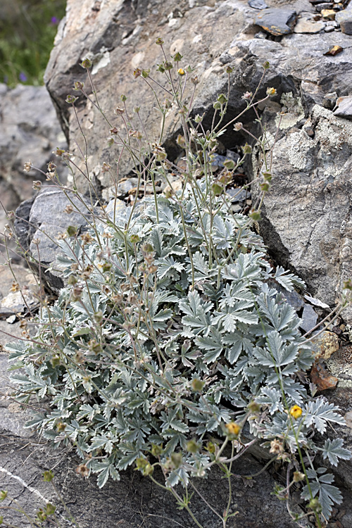 Изображение особи Potentilla hololeuca.