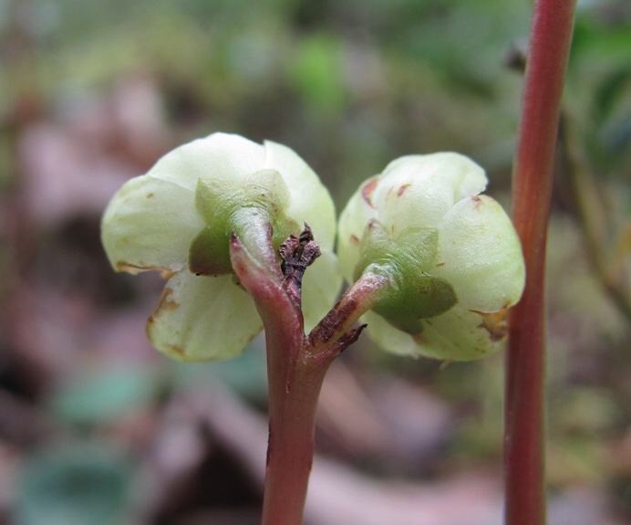 Image of Pyrola chlorantha specimen.