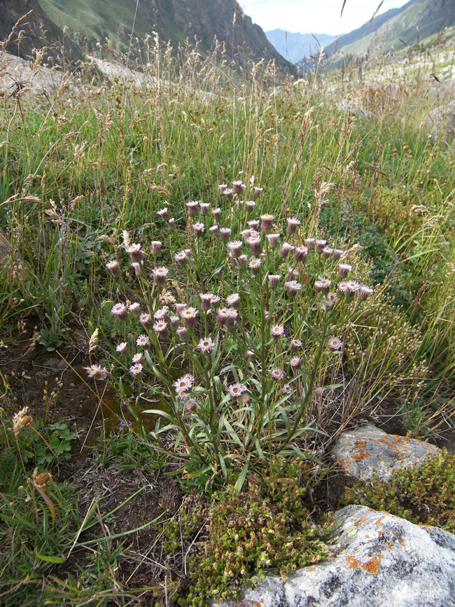 Изображение особи Erigeron acris ssp. botschantzevii.
