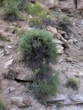Dasiphora fruticosa. Цветущее растение на отвесном склоне. Северный Кавказ, северо-западное подножие горы Эльбрус. 20.08.2010.