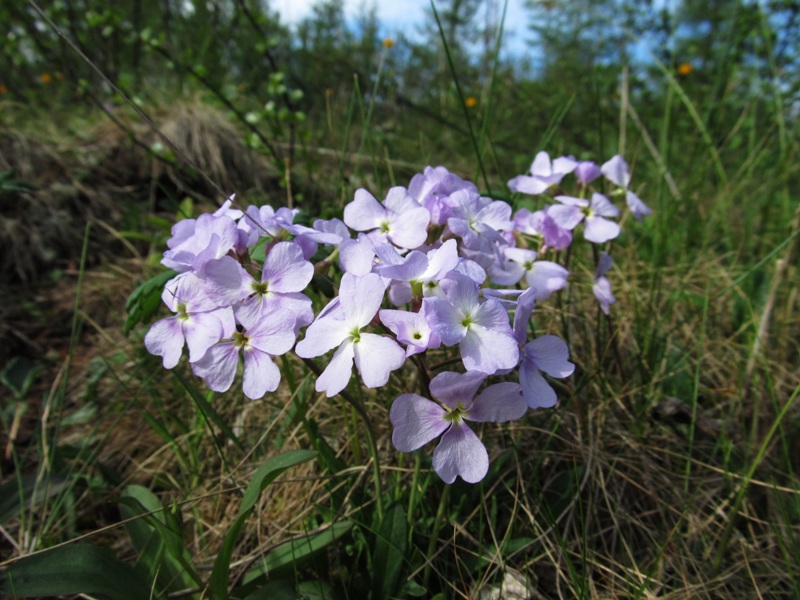 Изображение особи Parrya nudicaulis.