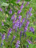 Vicia villosa