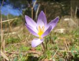 Crocus reticulatus