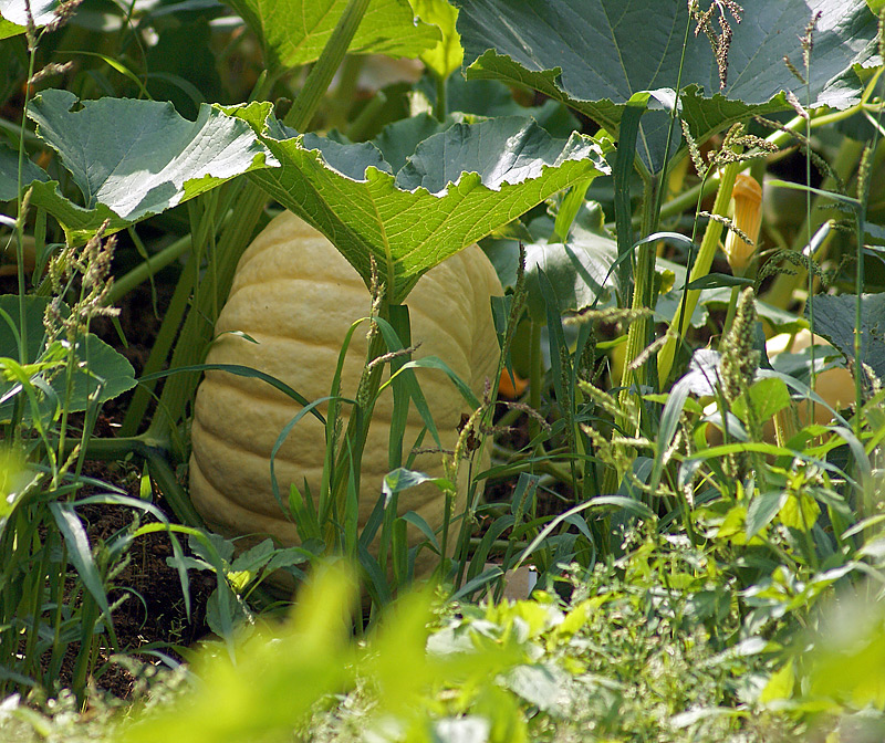 Image of Cucurbita pepo specimen.