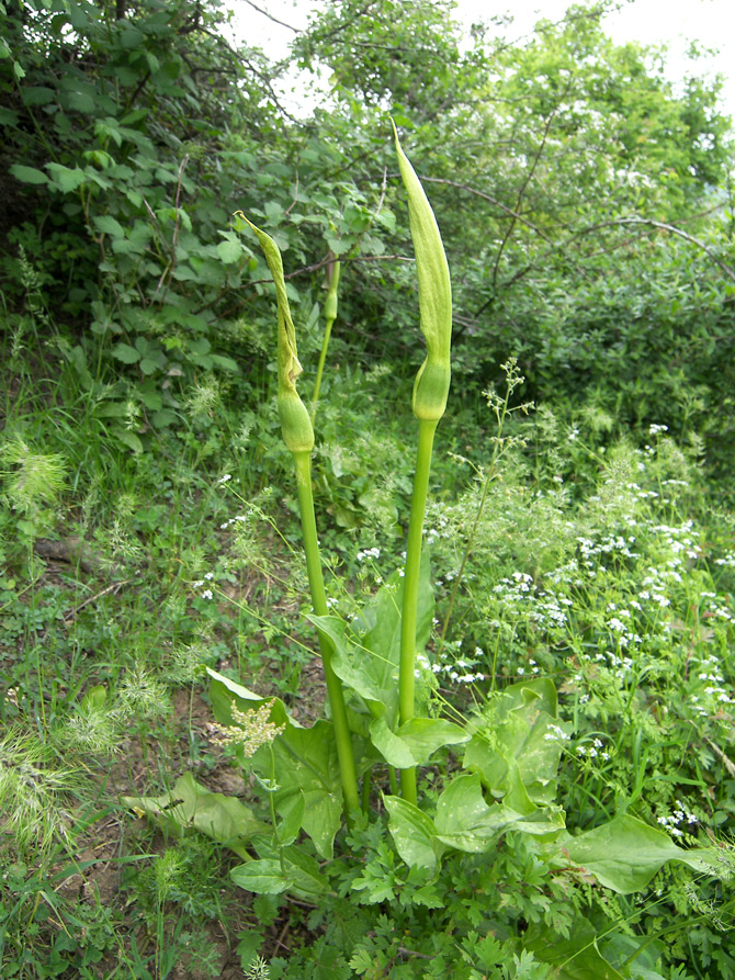 Image of Arum rupicola specimen.