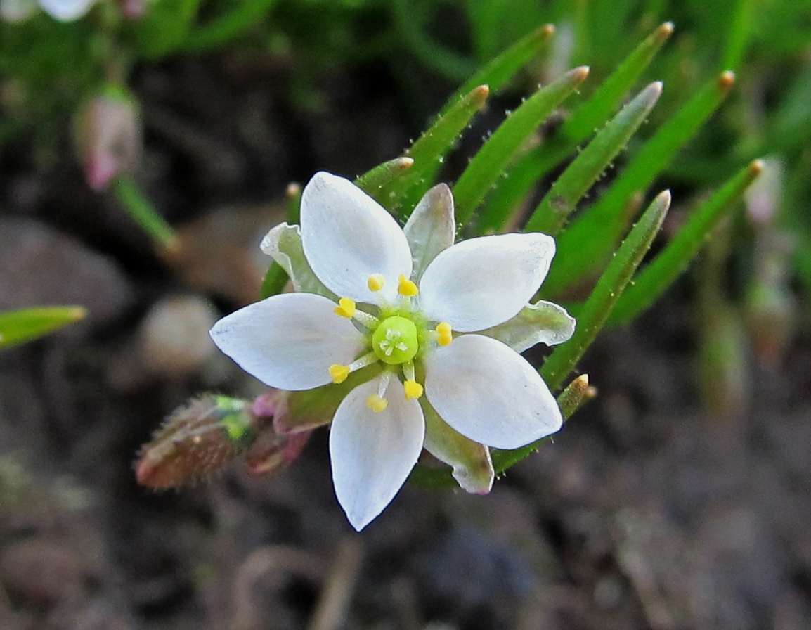 Изображение особи Spergula arvensis.