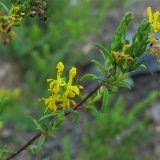 Orthanthella lutea