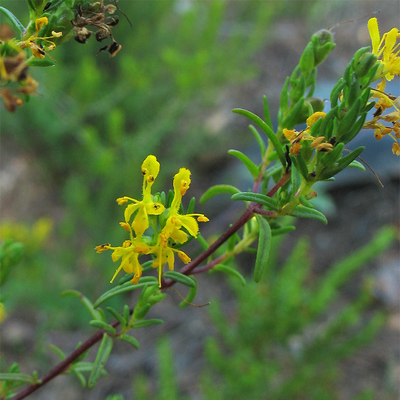 Изображение особи Orthanthella lutea.