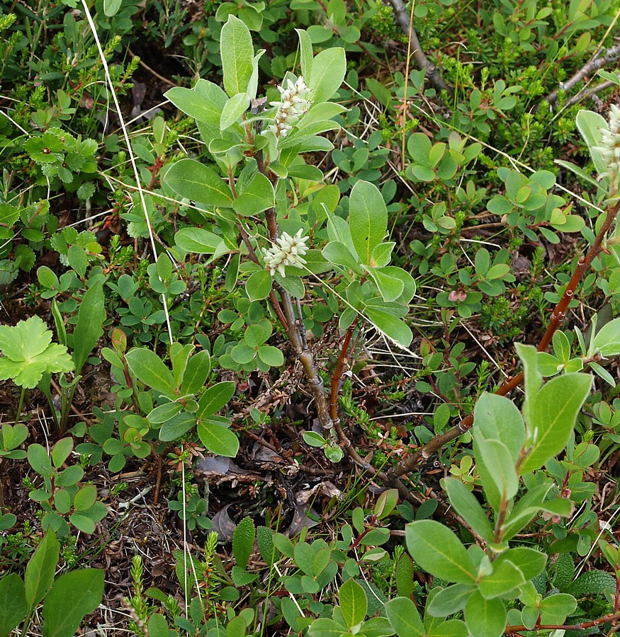 Изображение особи Salix glauca.