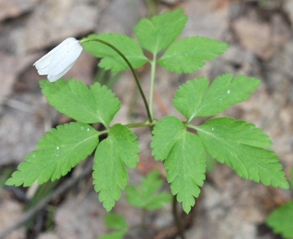 Изображение особи Anemone altaica.