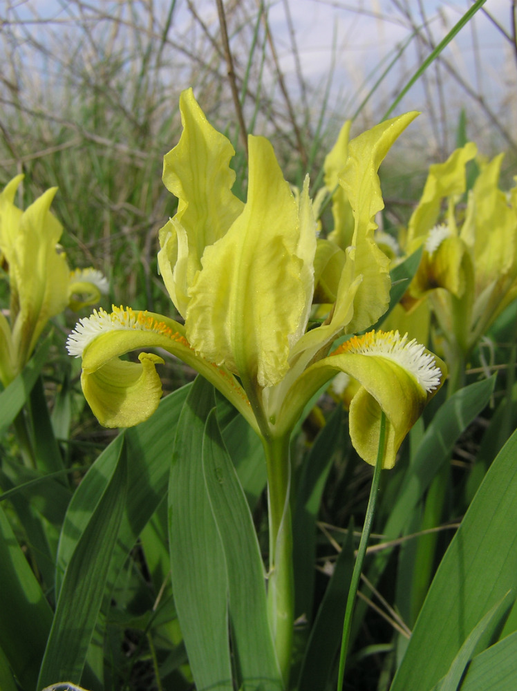 Image of Iris pumila specimen.