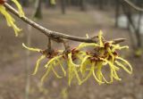 genus Hamamelis