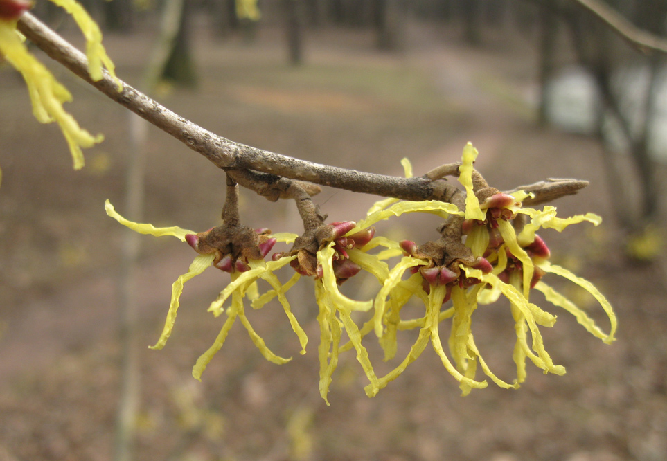 Изображение особи род Hamamelis.