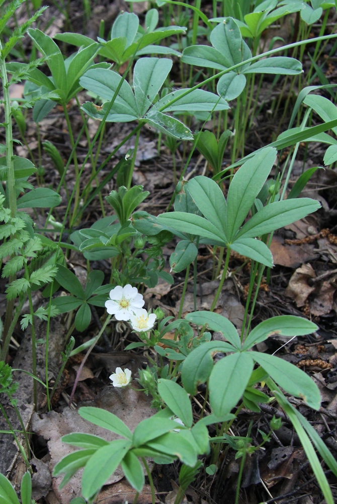 Image of Potentilla alba specimen.