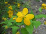 Kerria japonica