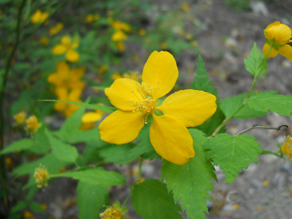 Image of Kerria japonica specimen.