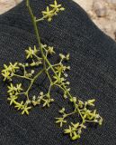 Haplophyllum tuberculatum