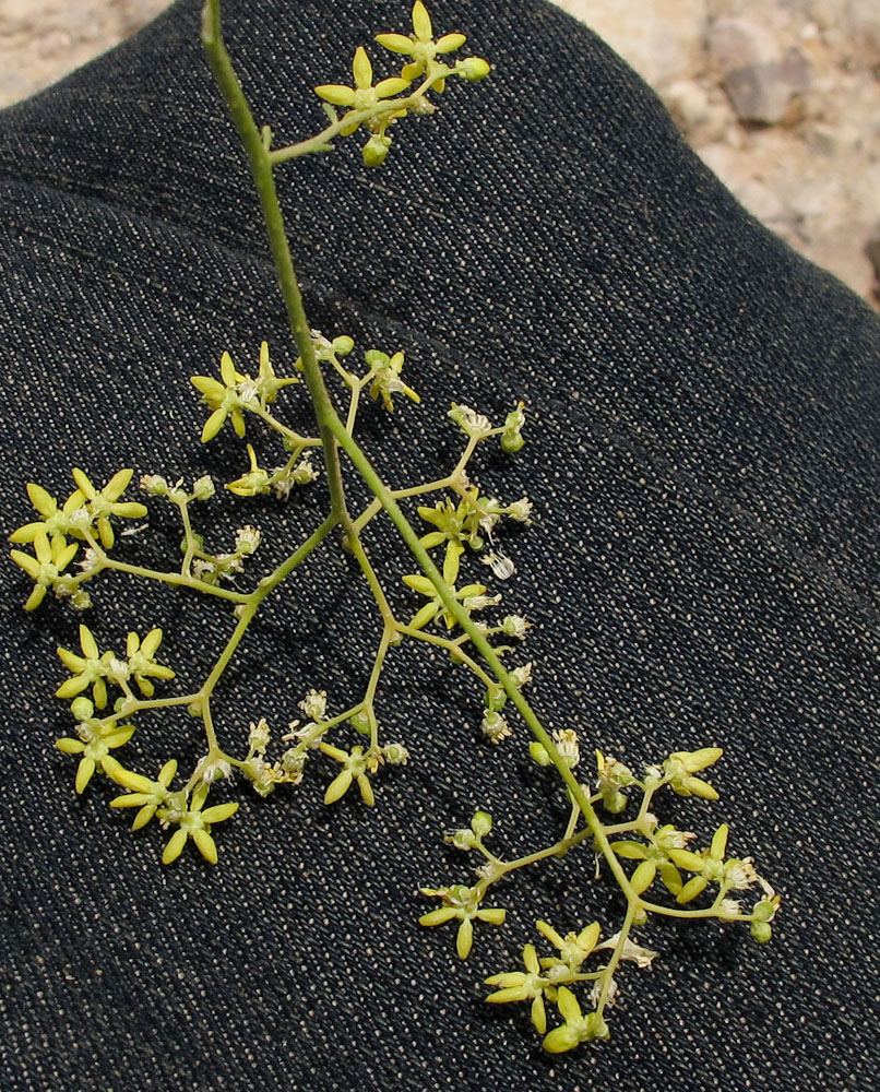 Image of Haplophyllum tuberculatum specimen.