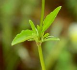 Viola arvensis. Часть побега с листьями. Украина, Донецкая обл., Володарский р-н, заповедник \"Каменные могилы\". 02.06.2012.