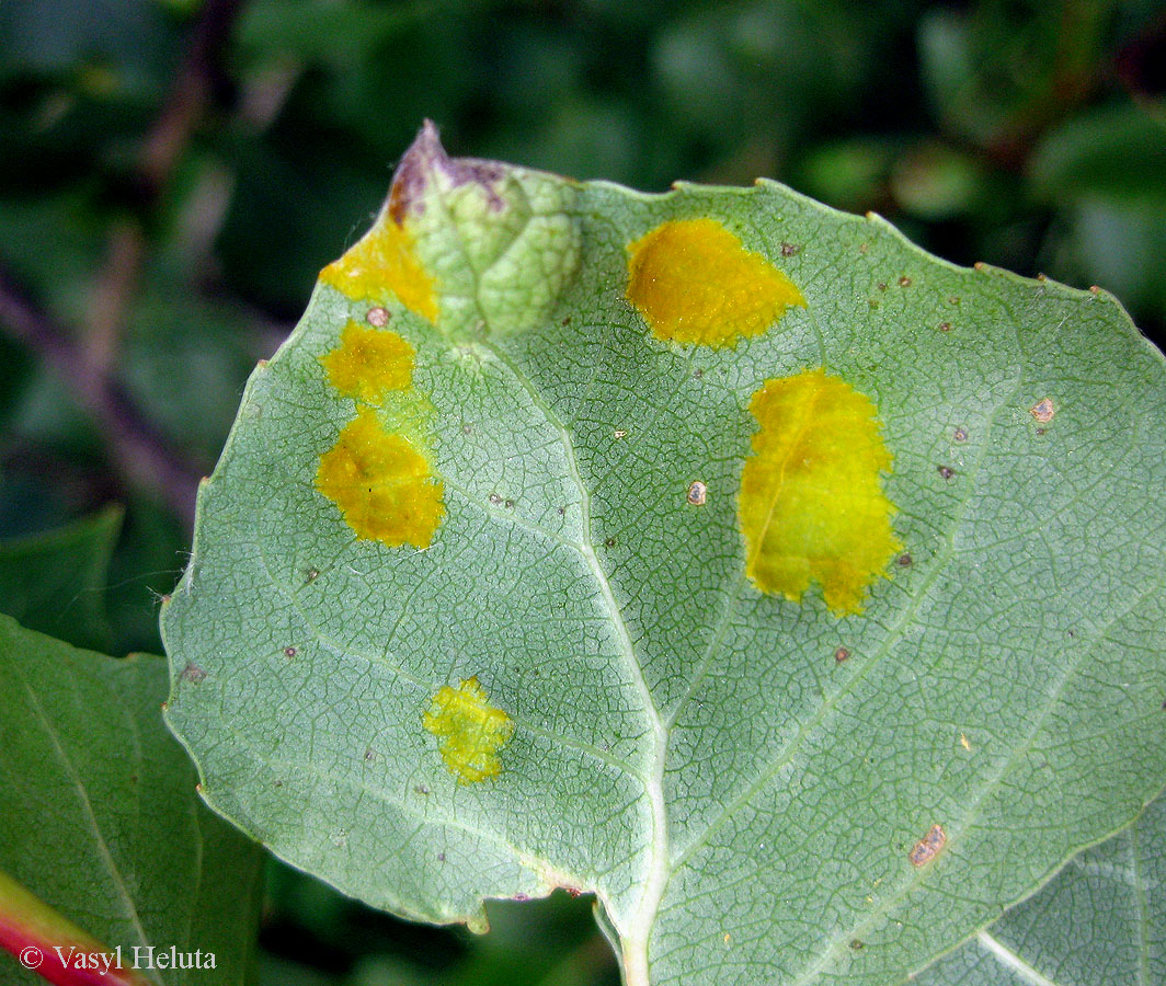 Image of Populus nigra specimen.