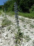 Echium vulgare. Цветущие растения на дороге. Краснодарский край, окр. Туапсе. 12.06.2012.