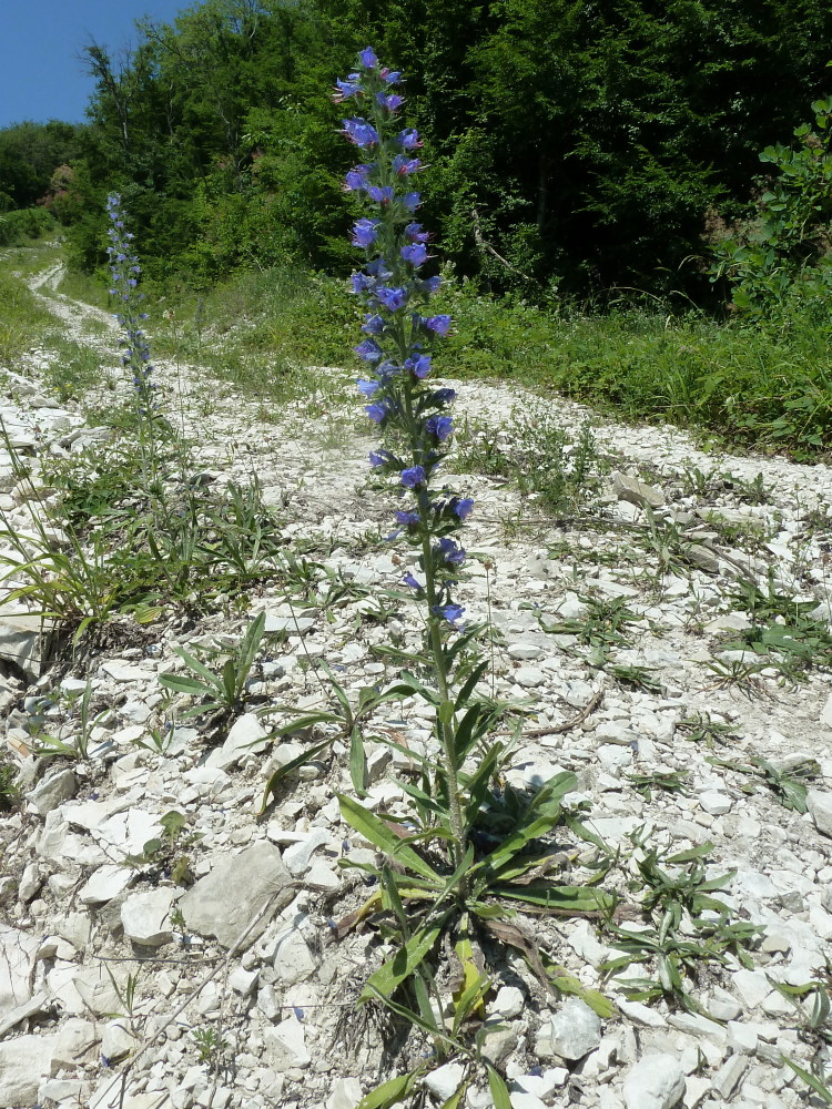 Изображение особи Echium vulgare.