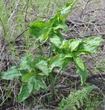 Dracunculus vulgaris