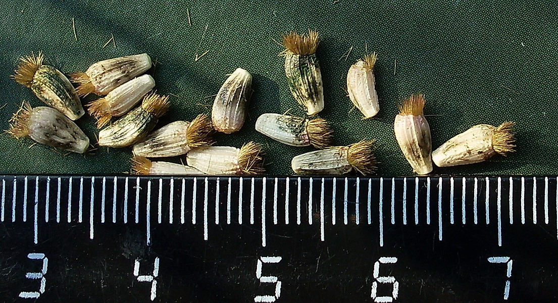 Image of Arctium tomentosum specimen.