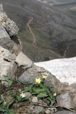 Tulipa berkariensis. Цветущие растения. Южный Казахстан, горы Каракус (восточная часть). 09.04.2012.