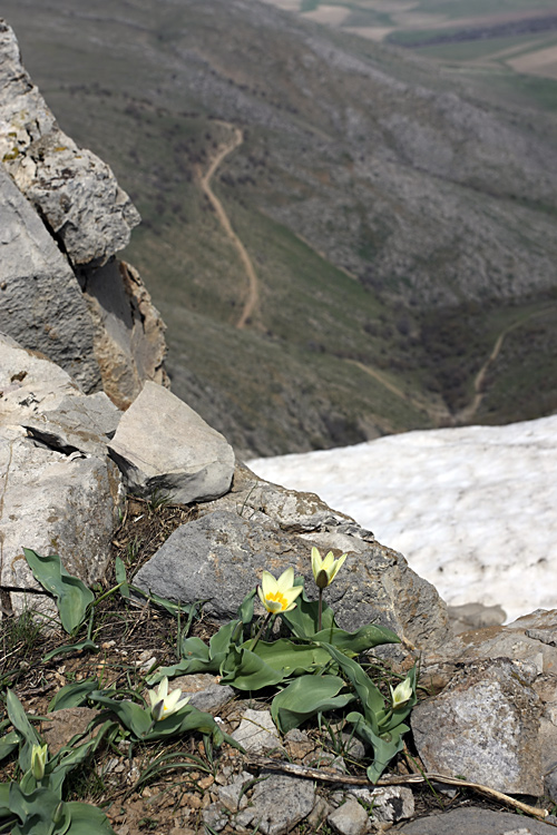 Изображение особи Tulipa berkariensis.