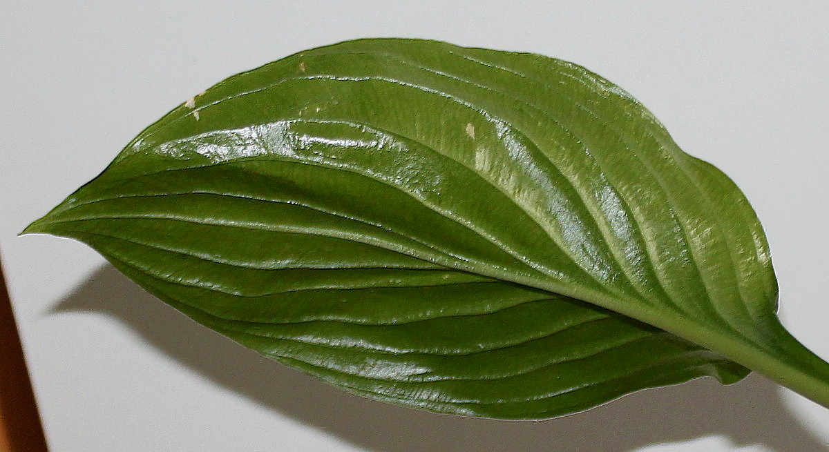 Image of genus Hosta specimen.
