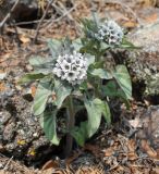 Physochlaina physaloides