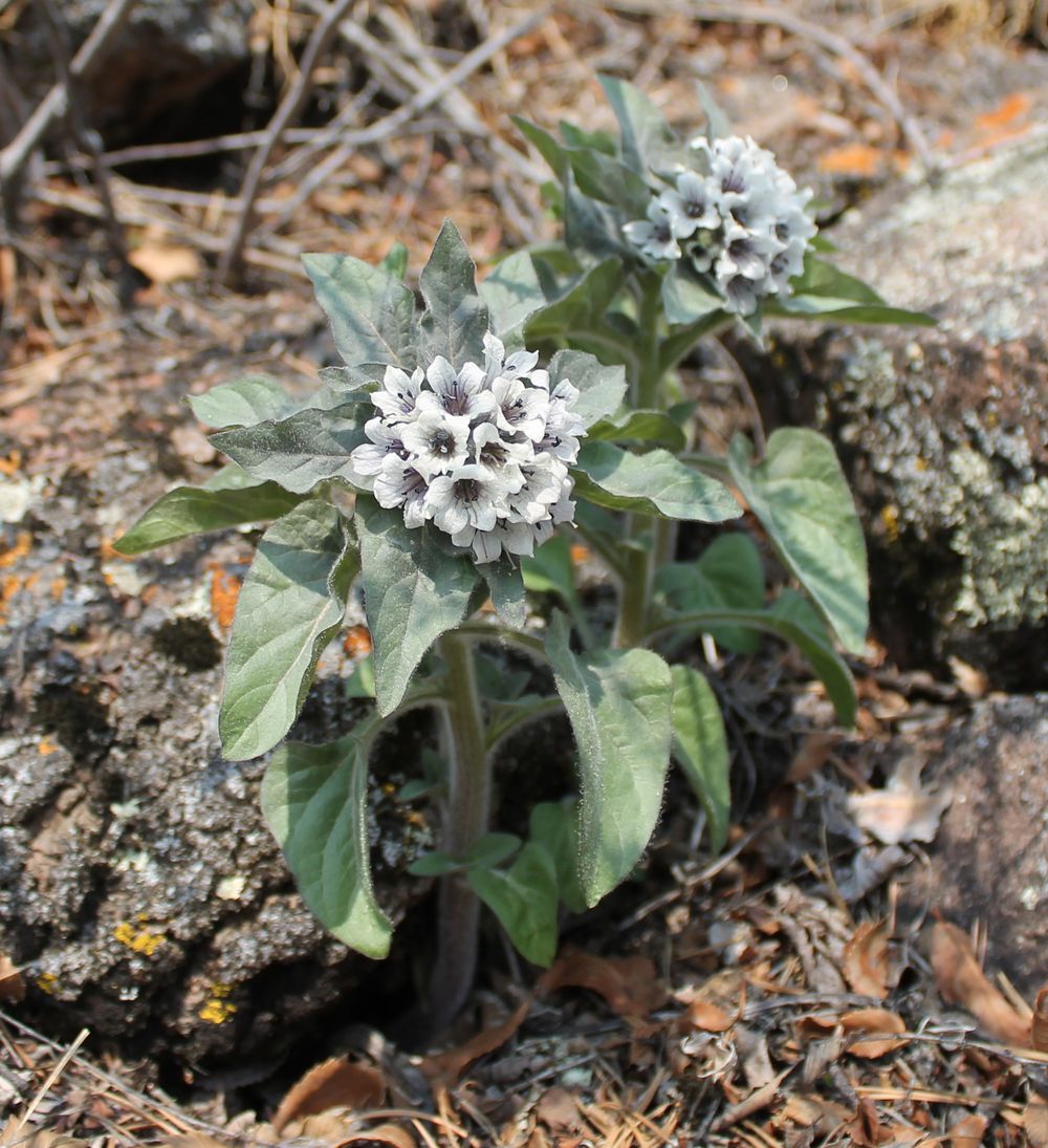 Изображение особи Physochlaina physaloides.