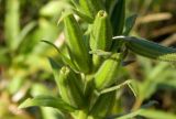 Oenothera biennis