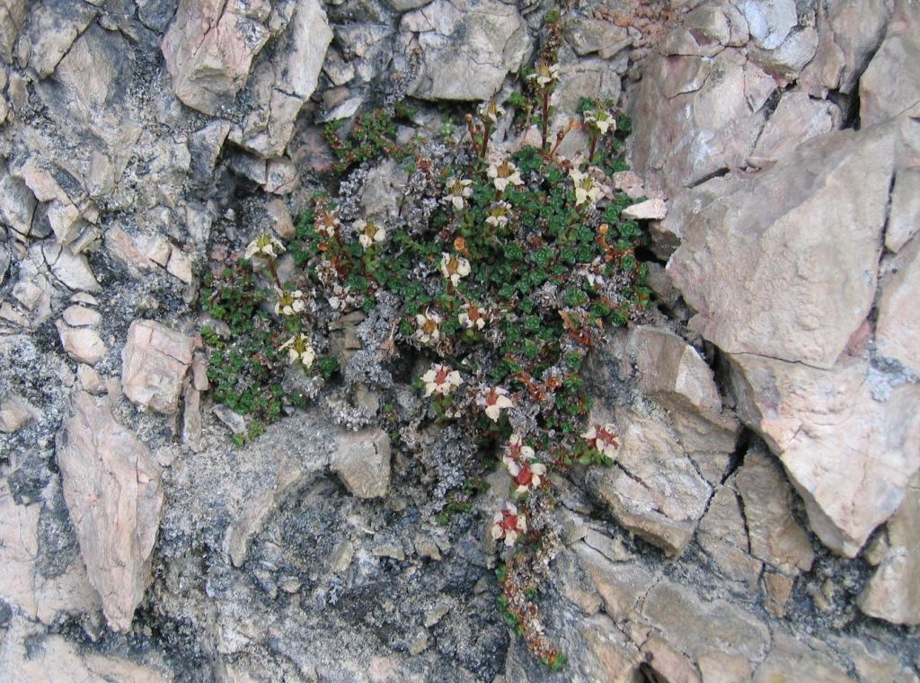 Image of Saxifraga asiatica specimen.