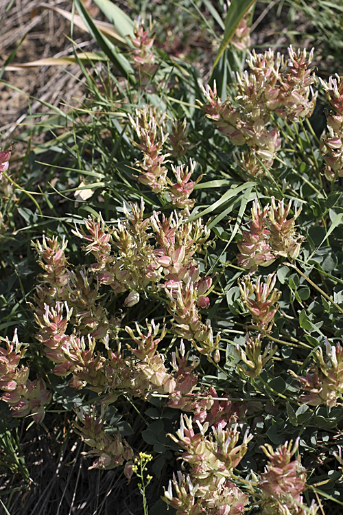 Image of Astragalus megalomerus specimen.