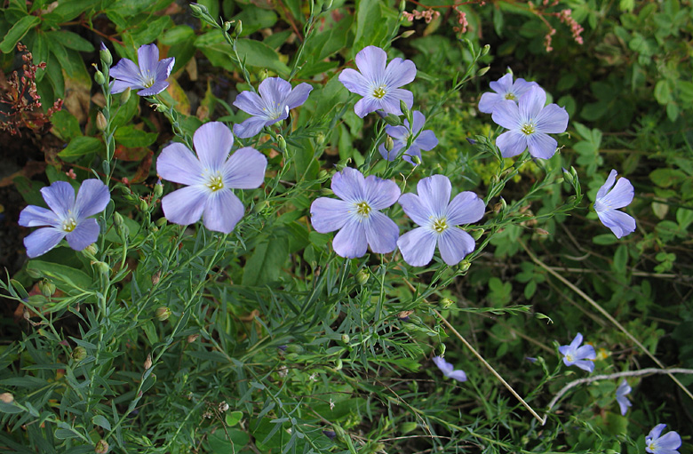 Image of Linum komarovii specimen.