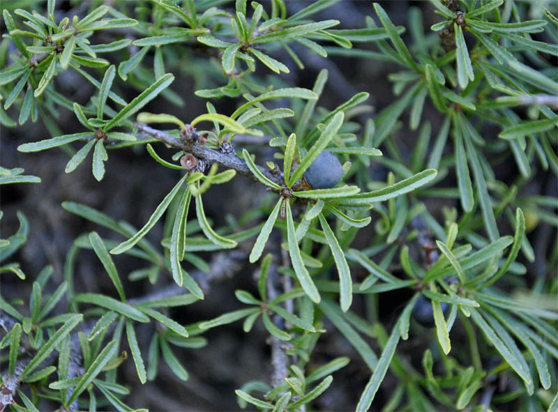 Image of Rhamnus tortuosa specimen.