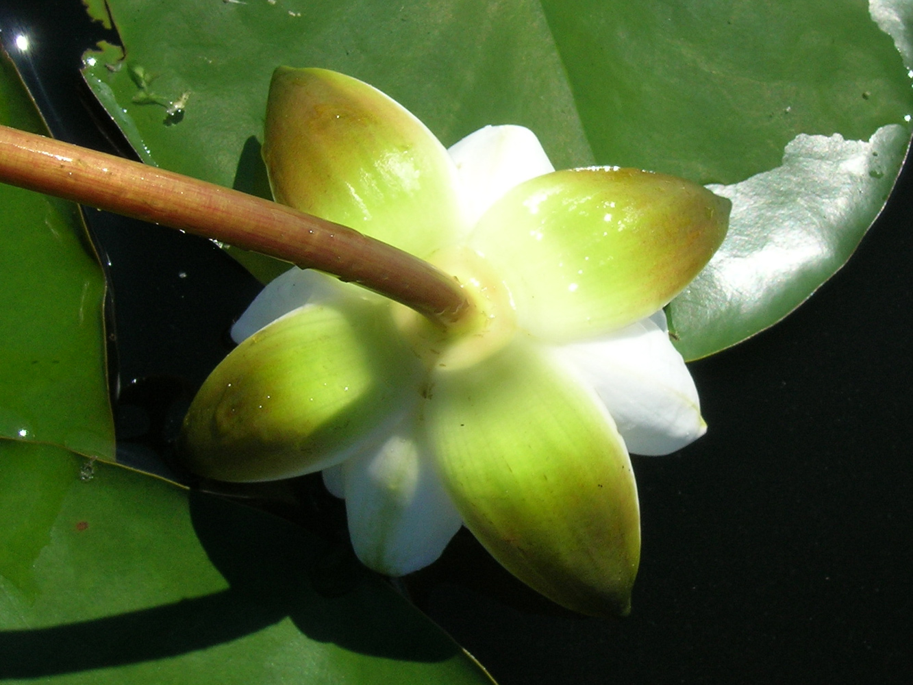 Изображение особи Nymphaea candida.