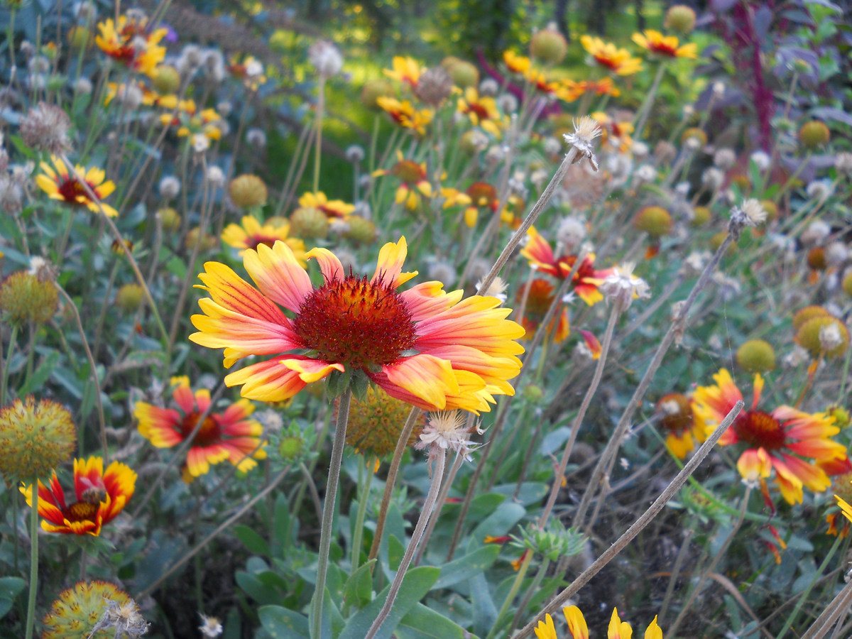 Изображение особи Gaillardia aristata.