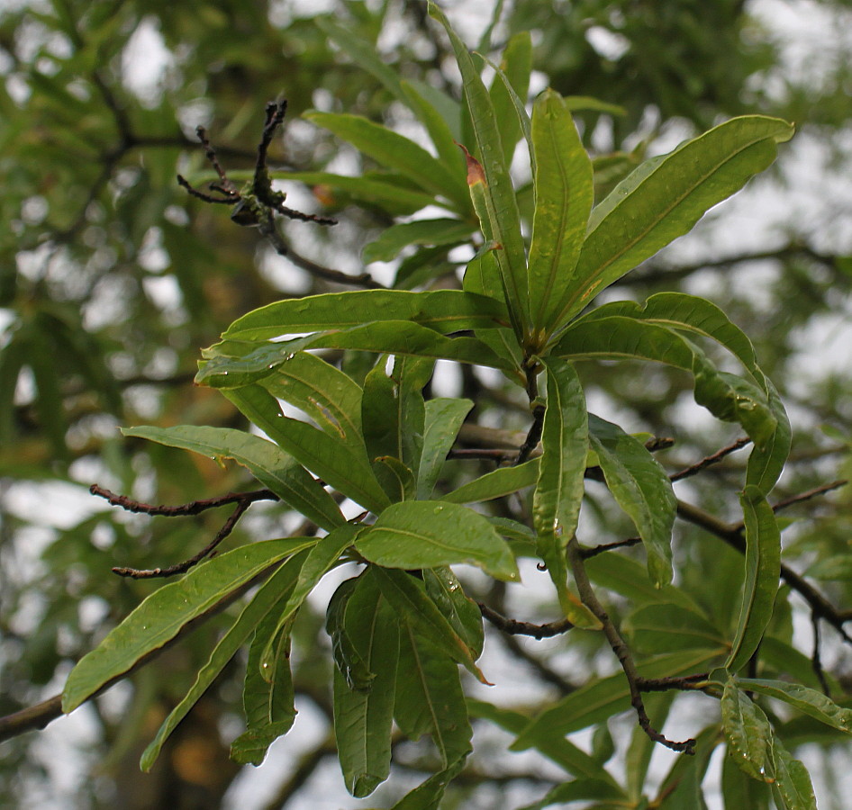 Image of Quercus phellos specimen.