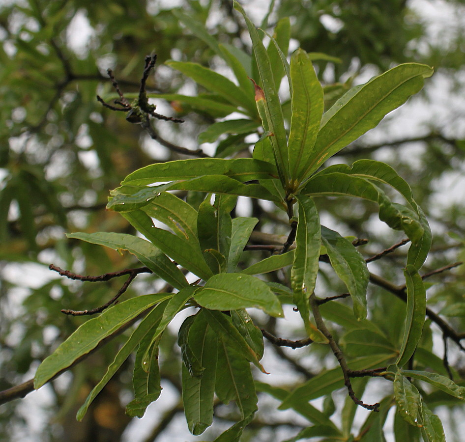 Изображение особи Quercus phellos.