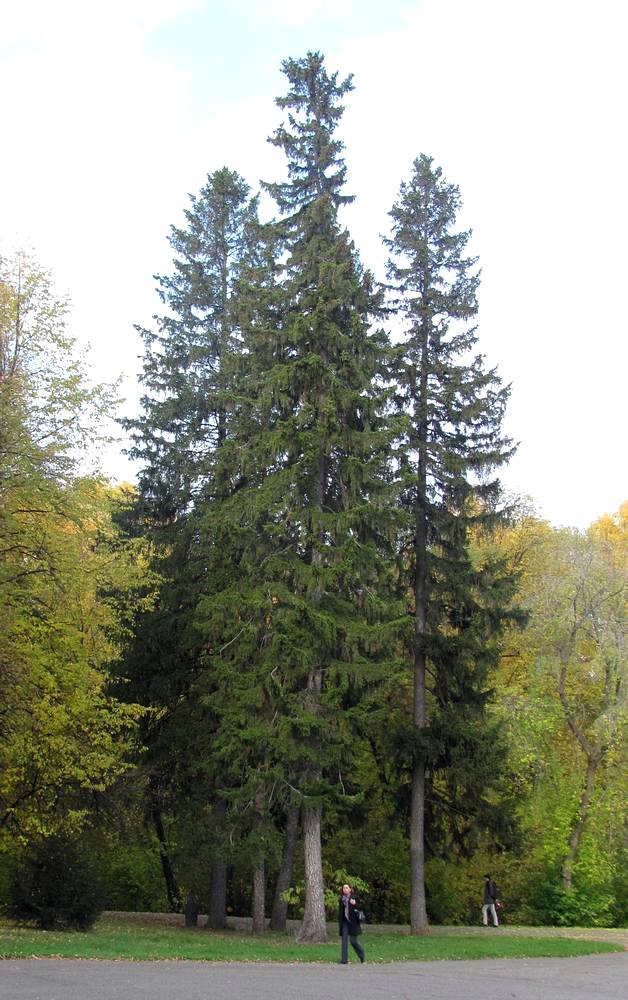 Изображение особи Picea obovata.