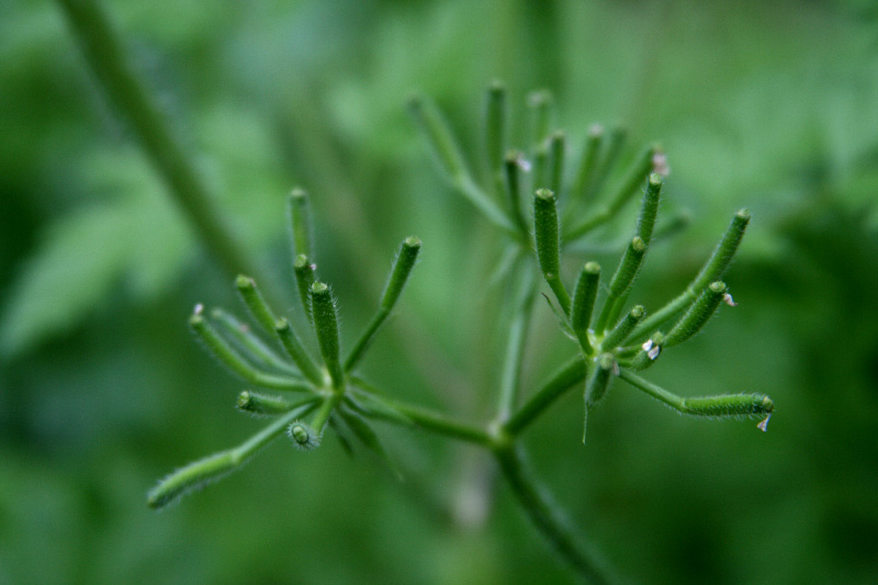 Изображение особи Physocaulis nodosus.