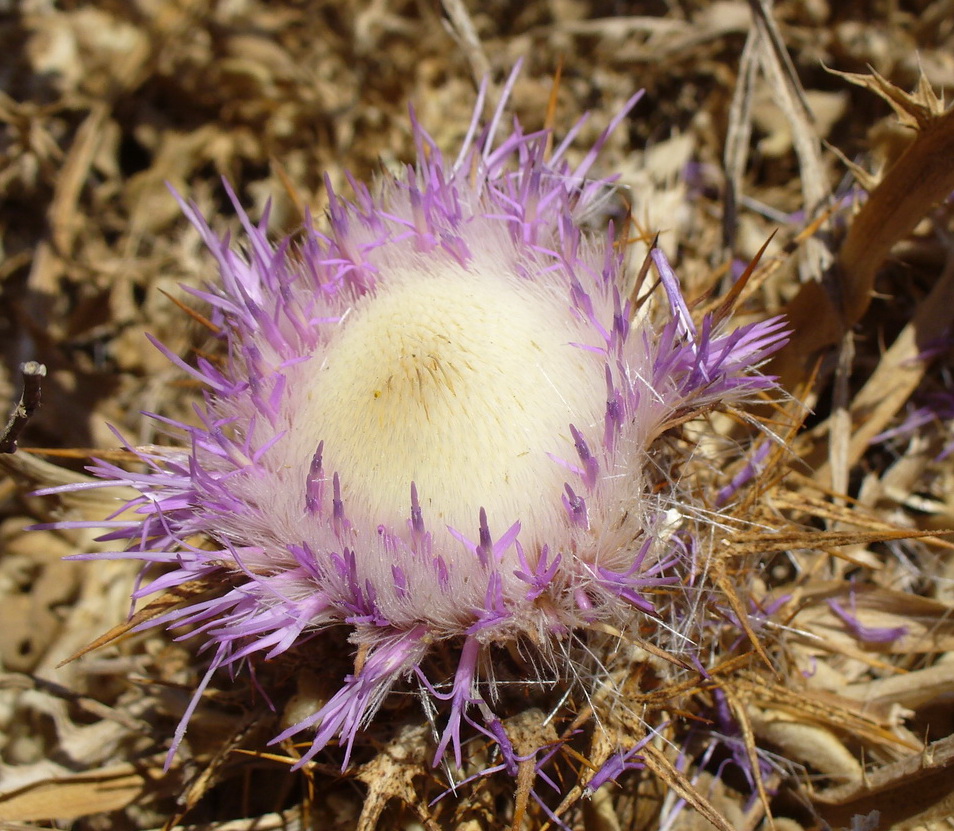 Image of Carlina gummifera specimen.