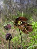 Fritillaria ruthenica