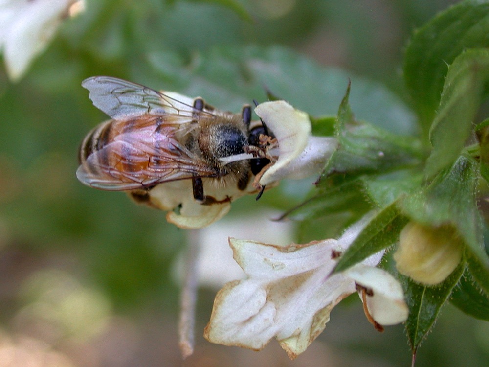 Image of Prasium majus specimen.