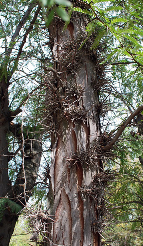 Image of Gleditsia triacanthos specimen.