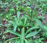 Gentiana macrophylla