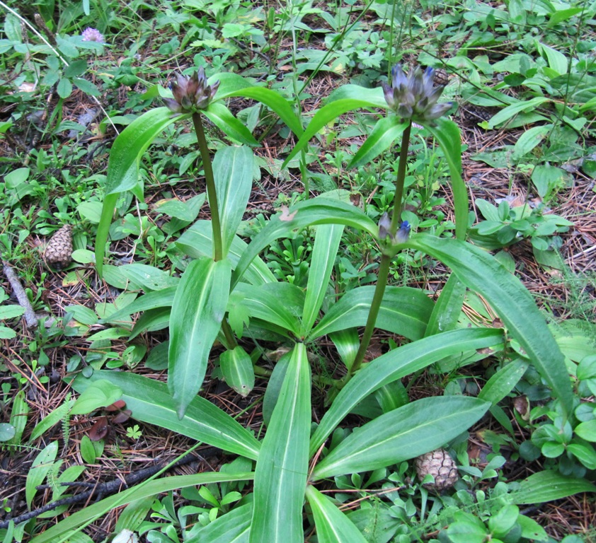 Изображение особи Gentiana macrophylla.